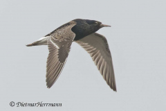SH-Kampflaeufer-Z9-167803_DxO