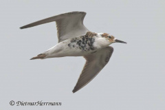 SH-Kampflaeufer-Z9-167815_DxO-crop