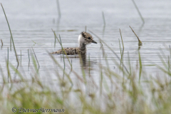 SH-Kiebitz-Z9-168890_DxO