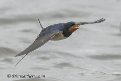 SH-Rauchschwalbe-Z9-167652_DxO