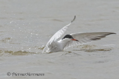 SH-Flussseeschwalbe-Z9-167903_DxO