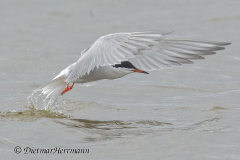 SH-Flussseeschwalbe-Z9-167906_DxO