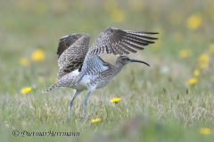 SH-Regenbrachvogel-Z9-159406