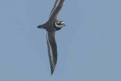 SH-Sandregenpfeifer-Z9-173523