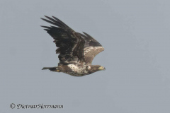 SH-Seeadler-Z9-158786zoom