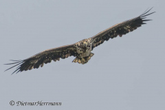 SH-Seeadler-Z9-158855