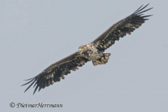 SH-Seeadler-Z9-158874