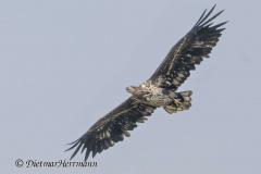 SH-Seeadler-Z9-158884