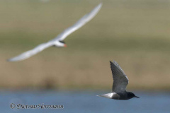 SH-Trauerseeschwalbe-Flussseeschwalbe-Z9-172702