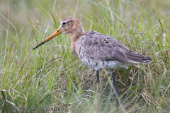 SH-Uferschnepfe-Z9-160795