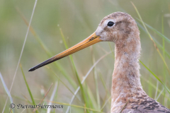 SH-Uferschnepfe-Z9-160813