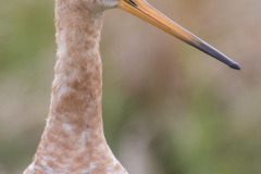 SH-Uferschnepfe-Z9-160842