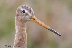 SH-Uferschnepfe-Z9-160844