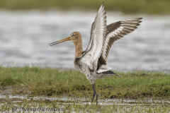 SH-Uferschnepfe-Z9-161238