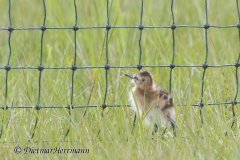 SH-Uferschnepfe-Z9-163001