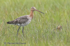 SH-Uferschnepfe-Z9-163031