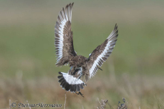 SH-Uferschnepfe-Z9-174615