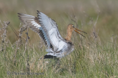 SH-Uferschnepfe-Z9-174619