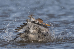 SH-Uferschnepfe-Z9-174847