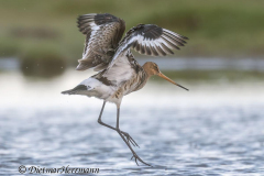 SH-Uferschnepfe-Z9-175172