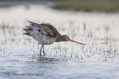 SH-Uferschnepfe-Z9-175186