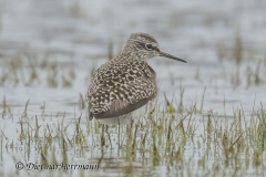 SH-Waldwasserlaeufer-Z9-163386