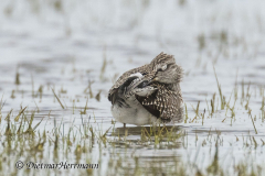 SH-Waldwasserlaeufer-Z9-163394