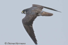 SH-Wanderfalke-Z9-160399