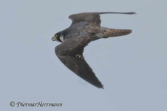 SH-Wanderfalke-Z9-160422