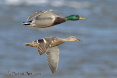 SH-Stockente-Z9-178399