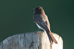 Black-Phoebe-Ankany-D300S-207643