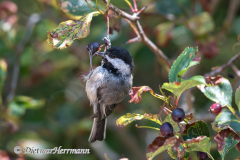 Black-capped-Chickadee-D850-157363