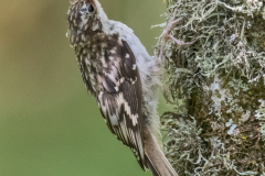 Brown-Creeper-D850-152621