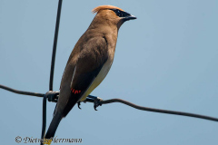 Cedar-Waxwing-D800E-041210