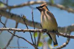 Cedar-Waxwing-D800E-041730
