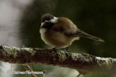 Chestnut-backed-Chickadee-D500-033481