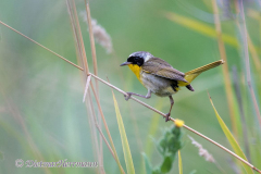 Common-Yellowthroat-D850-152717
