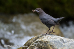 Dipper-Kanada-Glacier-NP-Meeting-of-the-Waters-D850-134022