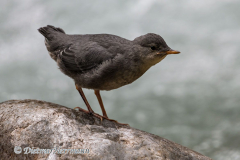 Dipper-Kanada-Glacier-NP-Meeting-of-the-Waters-D850-134125