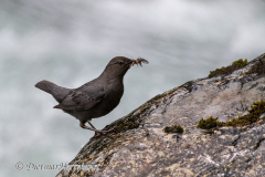 Dipper-Kanada-Glacier-NP-Meeting-of-the-Waters-D850-134161
