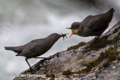Dipper-Kanada-Glacier-NP-Meeting-of-the-Waters-D850-134170