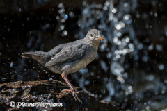 Dipper-Lunch-Creek-D850-128918
