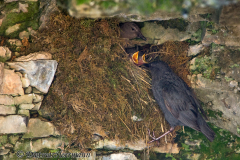 Dipper-Nest-D800E-040975