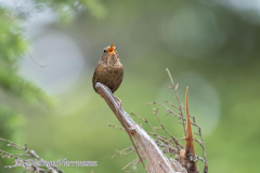 House-Wren-Kanada-Glacier-NP-Meeting-of-the-Waters-D850-134191