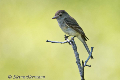 Least-Flycatcher-D800E-041703