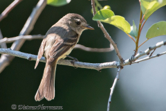 Least-Flycatcher-D800E-041707