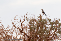 Loggerhead-shrike-Louisianawuerger-D800E-039286