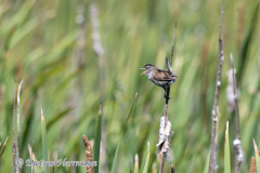 Marsh-Wren-D500-013384