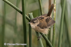 Marsh-Wren-D500-029047