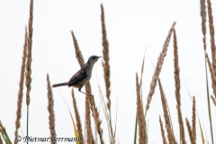 Marsh-Wren-Thule-Lake-D300S-211337